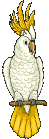 pappagalo bianco trespolo.gif